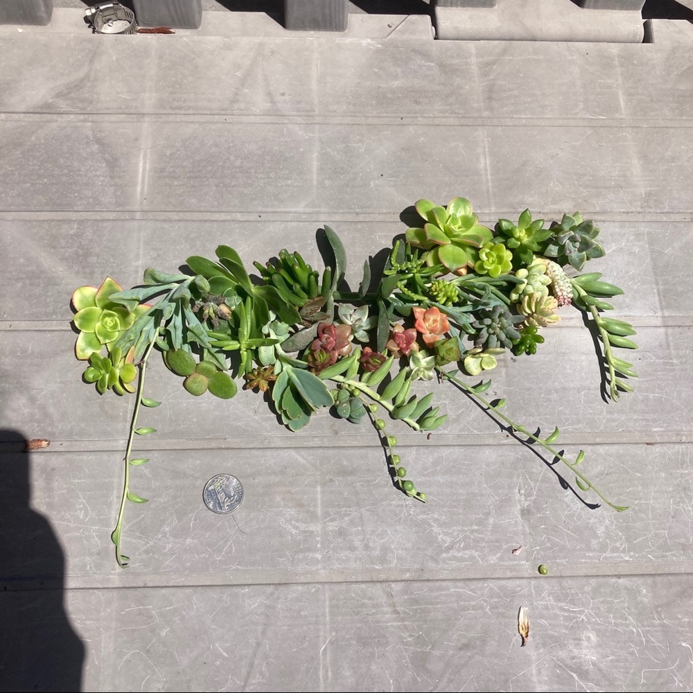haliiioo succulents